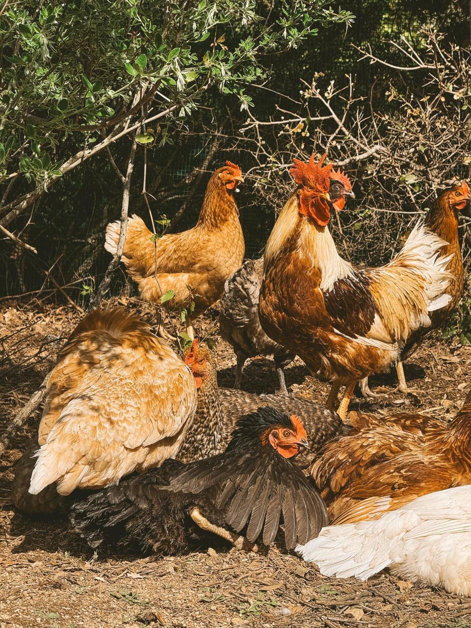Agriturismo Il Muto Di Gallura Aggius Exterior foto