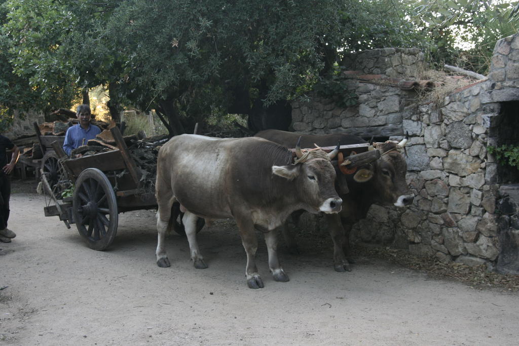 Agriturismo Il Muto Di Gallura Aggius Exterior foto