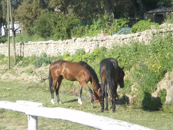 Agriturismo Il Muto Di Gallura Aggius Exterior foto