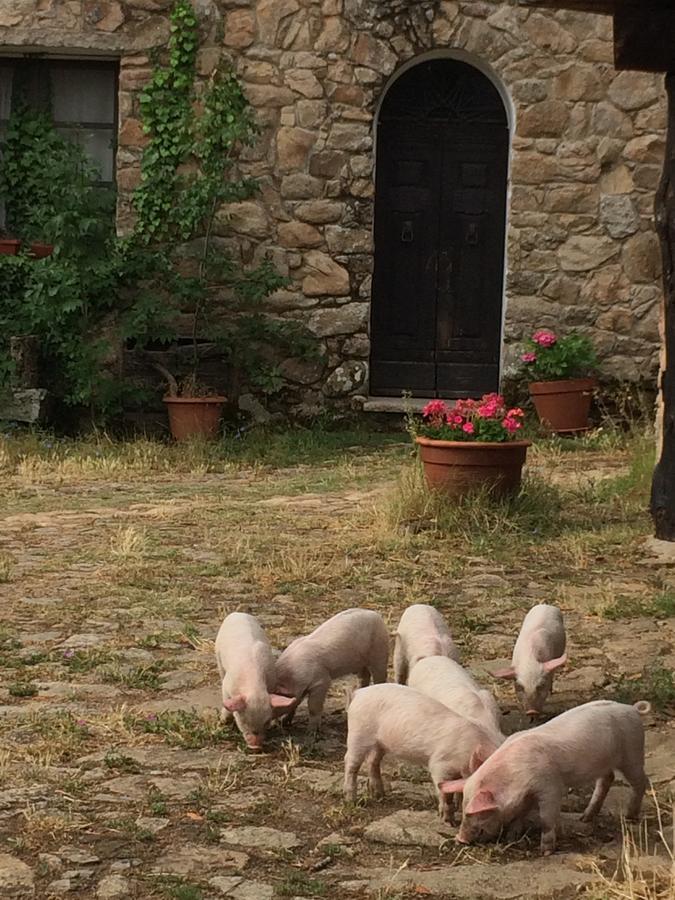 Agriturismo Il Muto Di Gallura Aggius Exterior foto